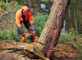 Best Tree Disease Treatment  in Indio, CA